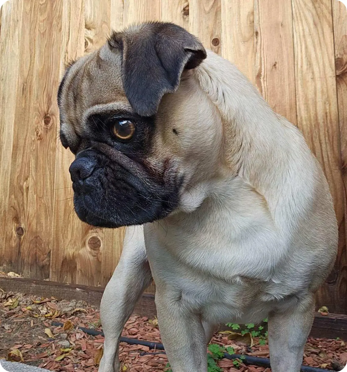 Pug standing by wooden fence outdoors.