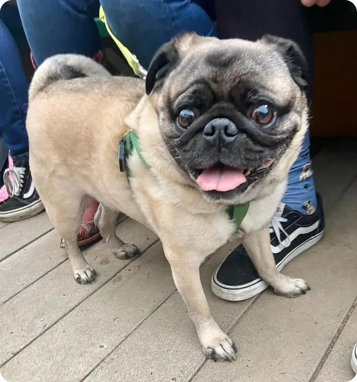 Smiling pug standing on wooden floor.